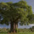 Baobab trädens konung