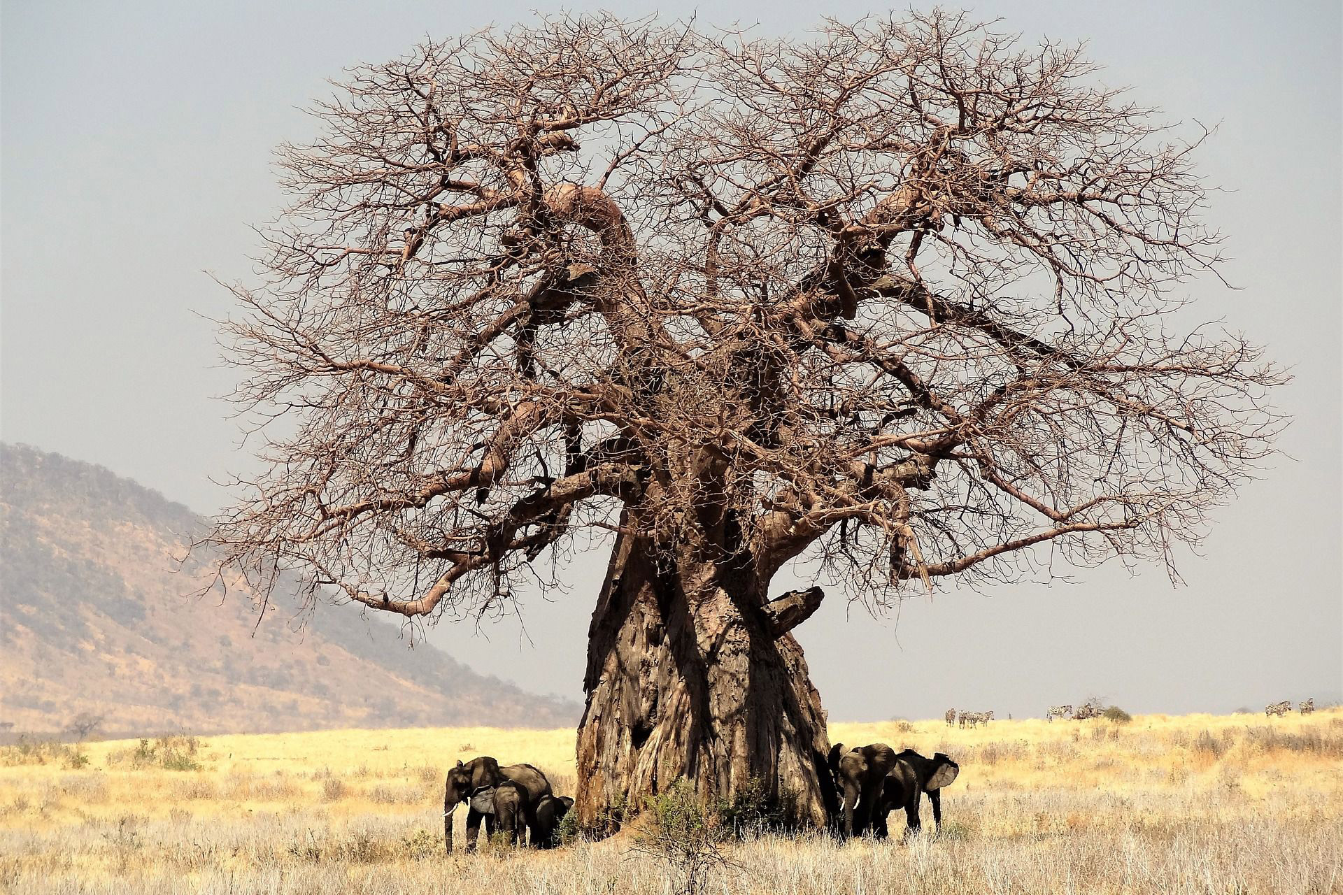 Elefanter under Baobabträd