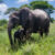 Tanzanias Nationalparker